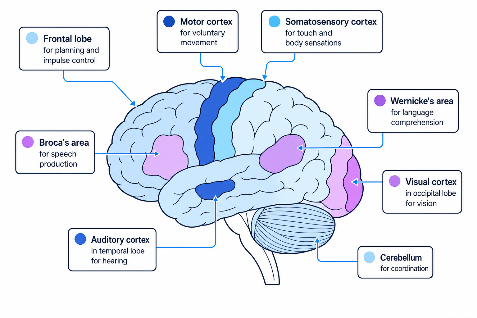 A labelled brain localisation map showing key areas such as the frontal lobe, motor cortex, somatosensory cortex, Broca's area, Wernicke's area, visual cortex, auditory cortex and cerebellum