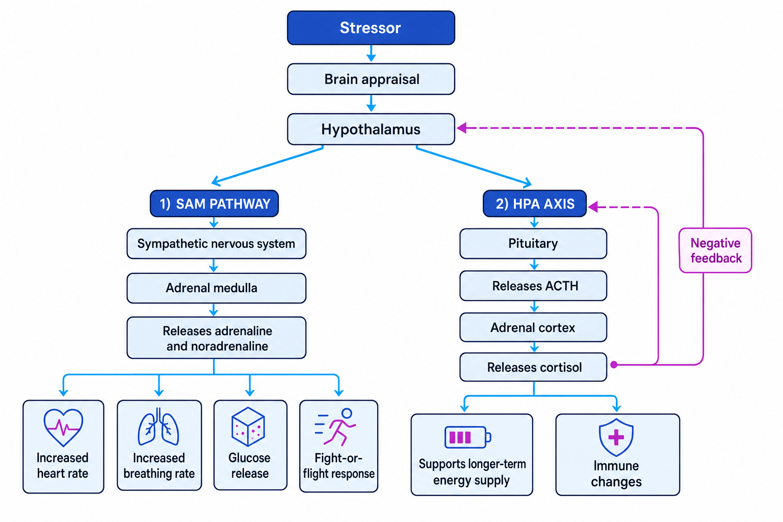 Flow diagram of the biological stress response