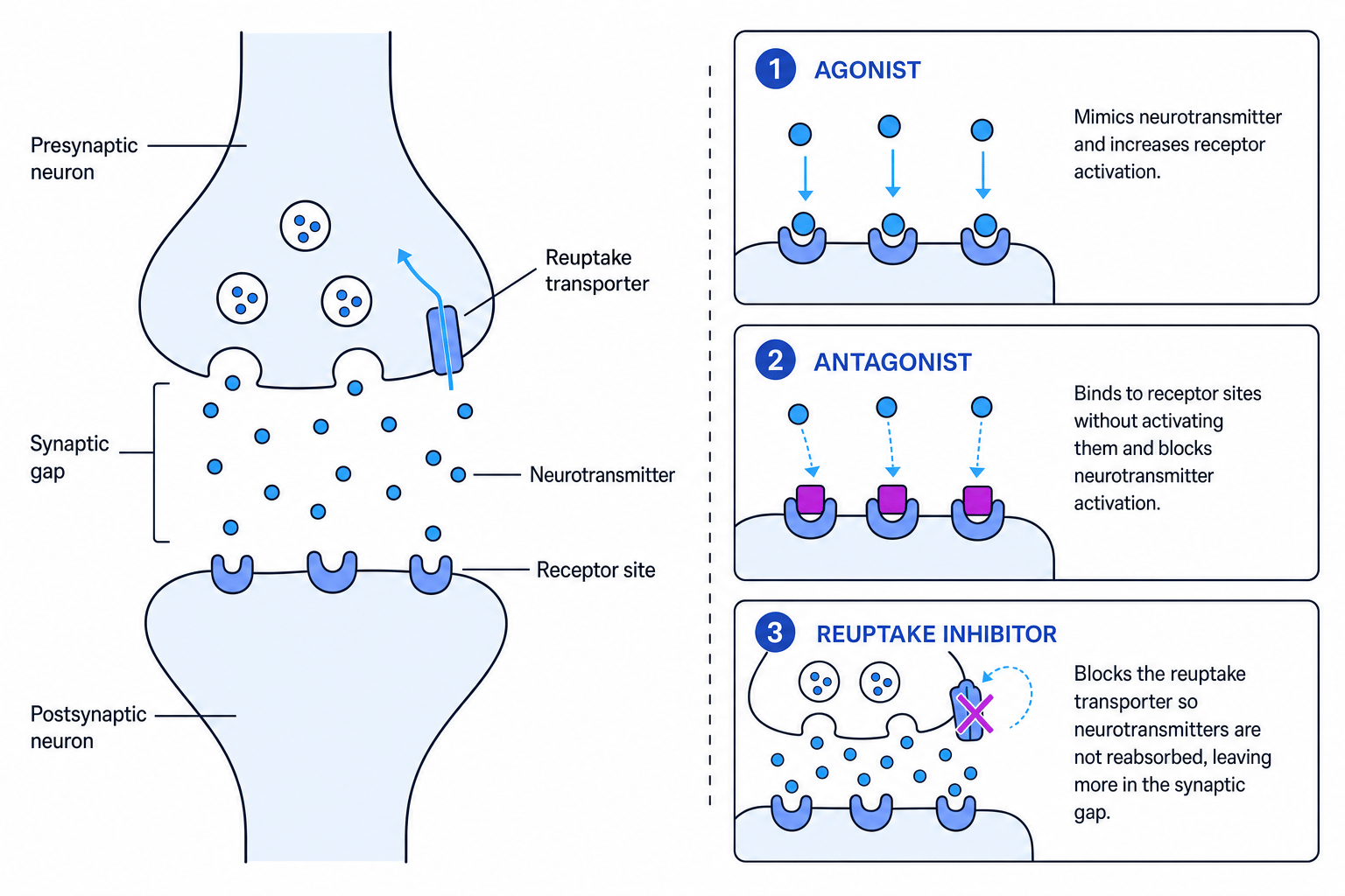 How drug therapy can act at a synapse