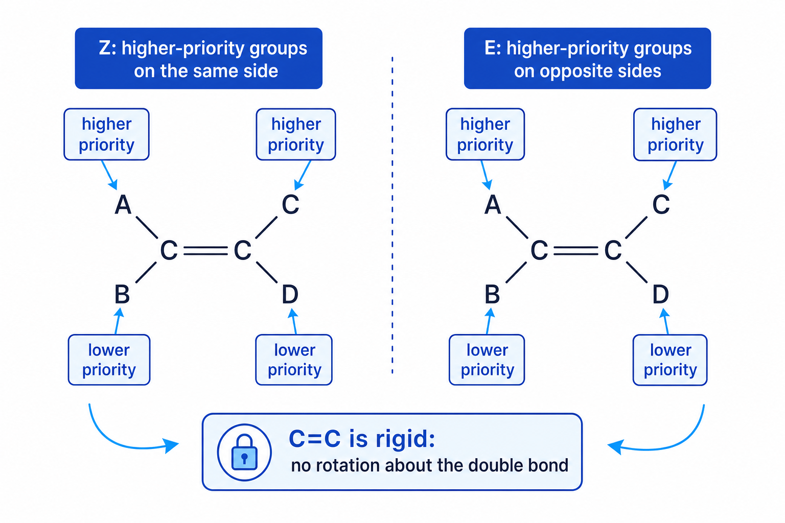 Diagram comparing Z and E isomerism around a rigid carbon-carbon double bond