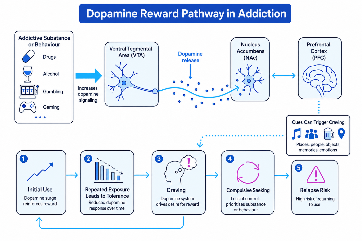 Labelled dopamine reward pathway showing VTA, nucleus accumbens, prefrontal cortex, tolerance, craving and relapse risk