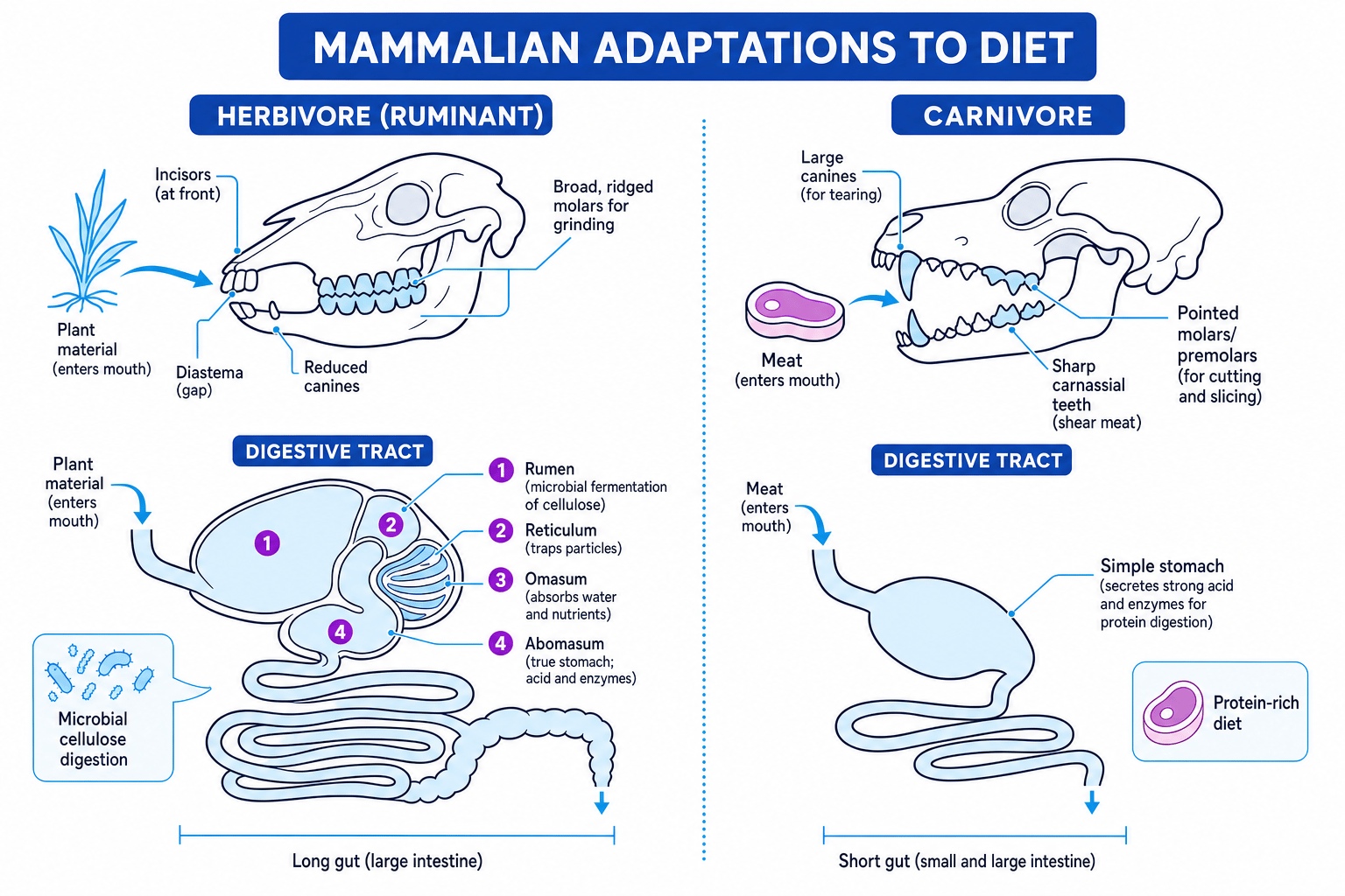 Herbivore ruminant and carnivore nutritional adaptations
