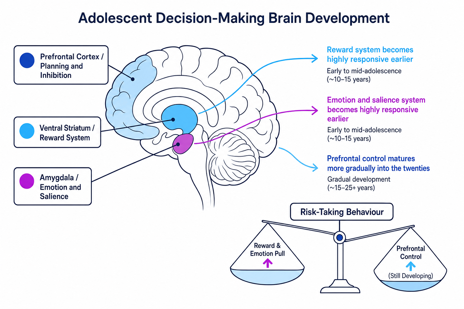 Schematic of adolescent decision-making brain development showing reward, emotion and prefrontal control systems