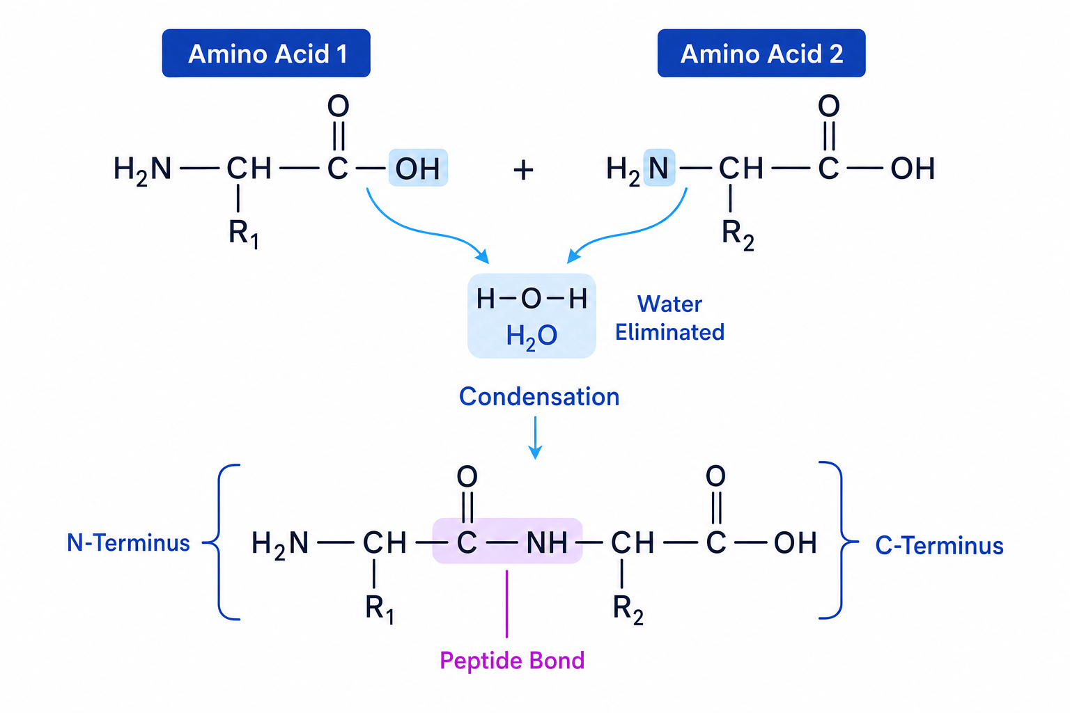 Condensation of two alpha-amino acids to form a dipeptide