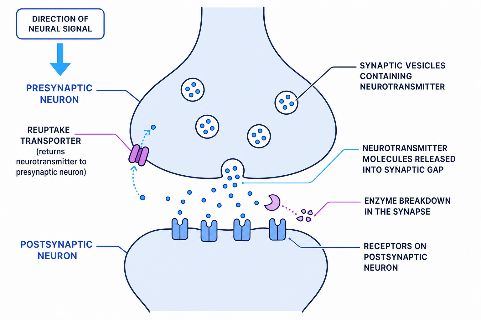 A labelled diagram of a synapse showing neurotransmitter release, receptors, reuptake and enzyme breakdown