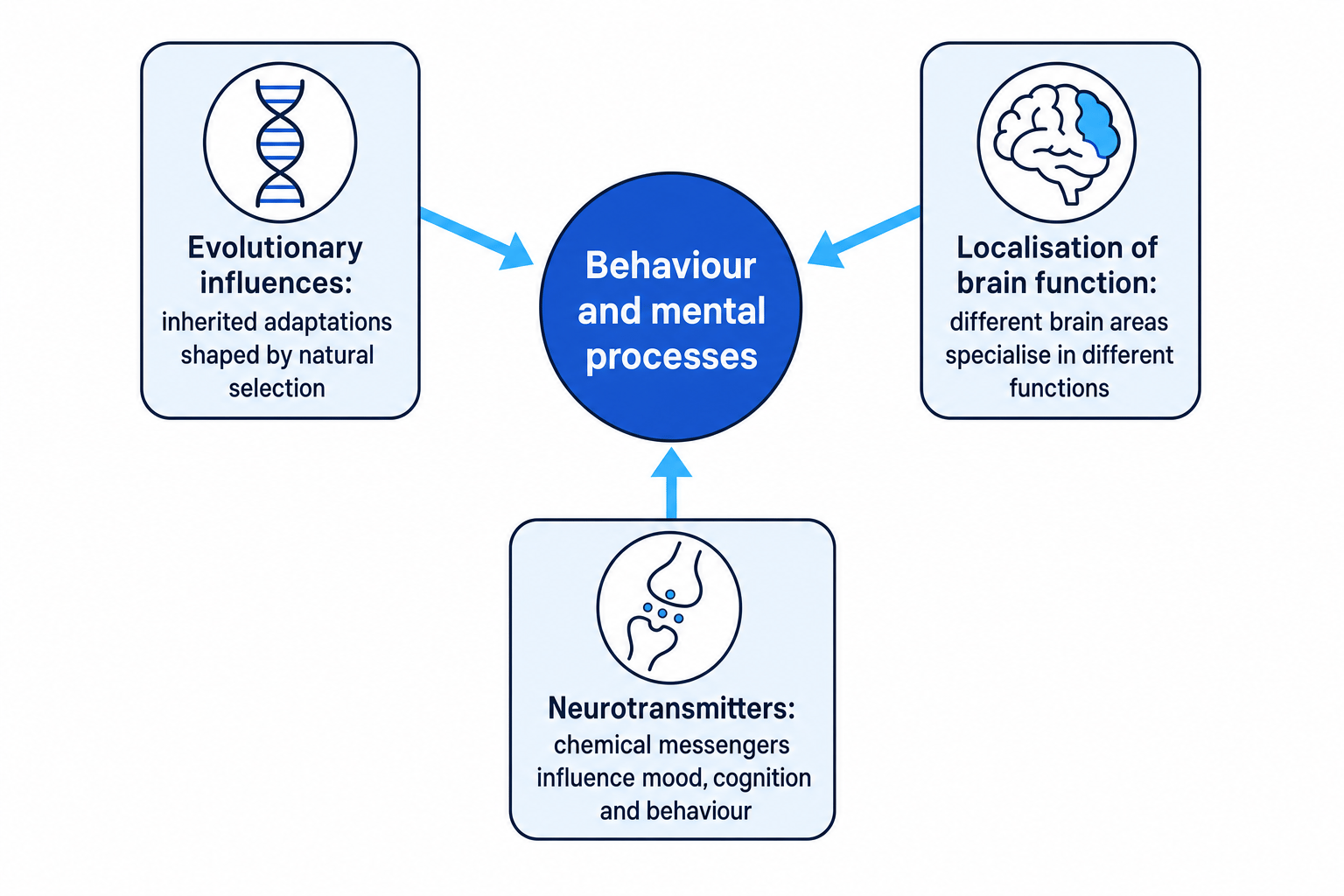 A schematic showing the three assumptions of the biological approach: evolutionary influences, localisation of brain function and neurotransmitters