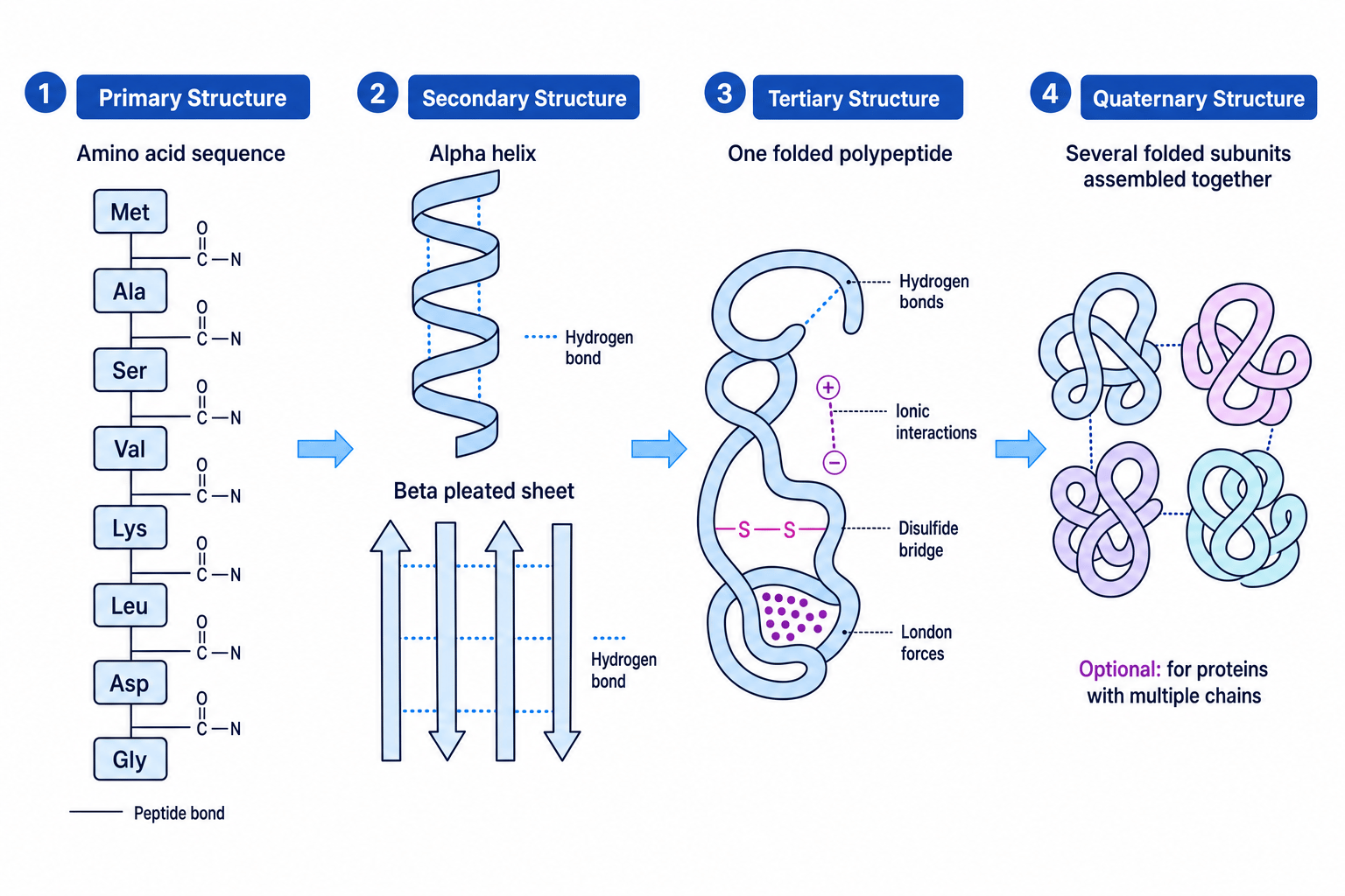 Protein structure levels from primary to quaternary