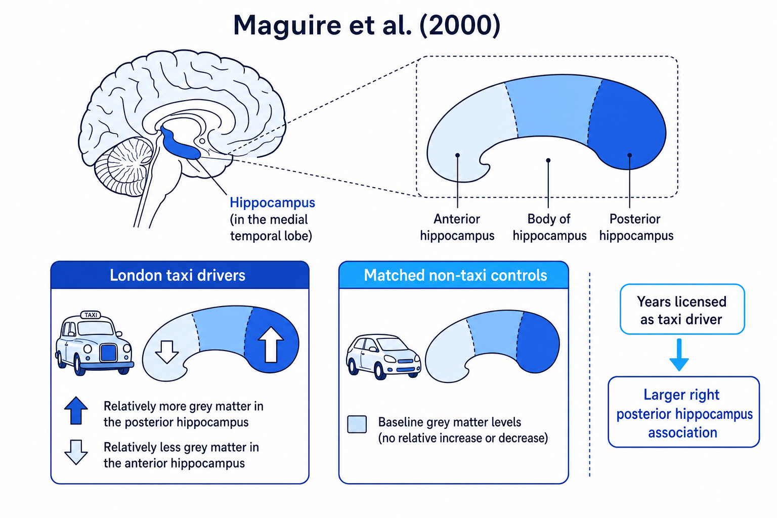 Diagram showing the hippocampus, anterior/posterior regions, and Maguire et al. findings in taxi drivers
