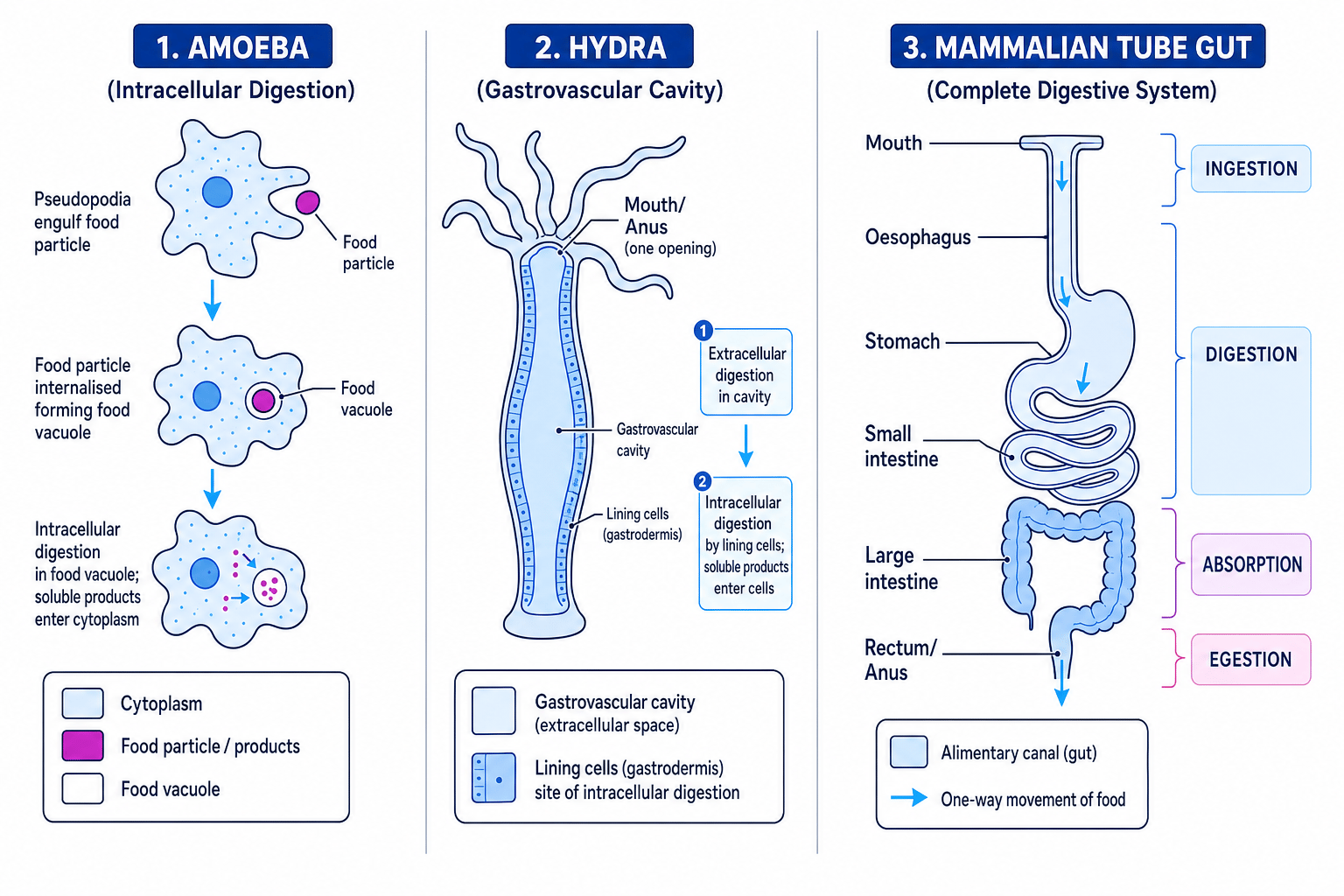 Amoeba, Hydra and mammalian tube gut compared