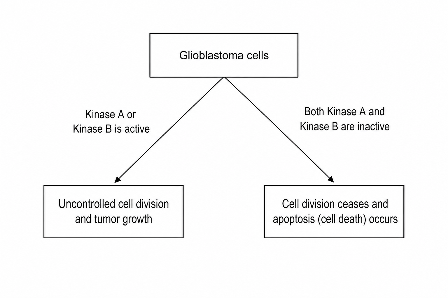 Pathway diagram showing the regulation of cell division in glioblastoma cells