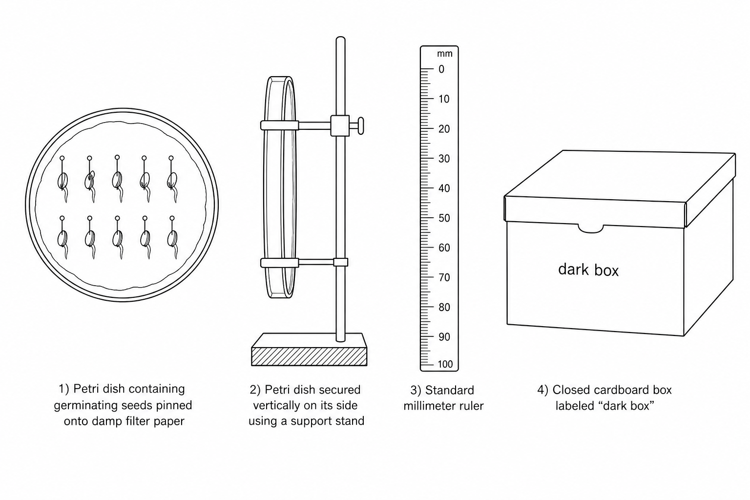 An illustration of the equipment available for the gravitropism investigation. From left to right: a Petri dish containing young germinating seeds pinned to damp filter paper; adhesive tape or a support stand to position a Petri dish vertically on its edge; a standard millimeter ruler; and a completely closed, dark drawer or light-proof cardboard box.