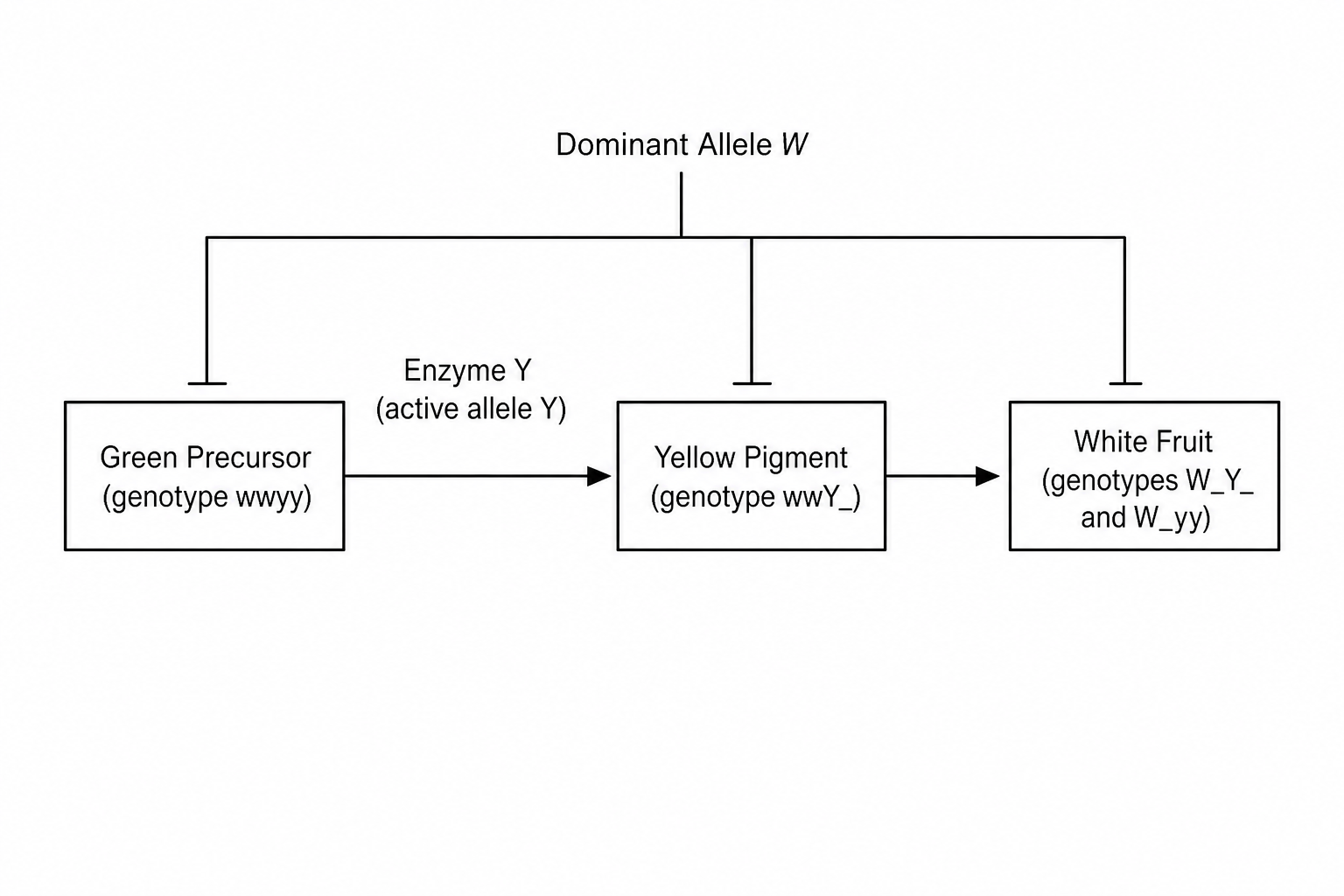 Epistasis Pathway