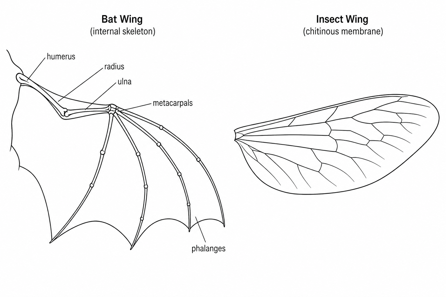 Comparison of a bat wing and an insect wing