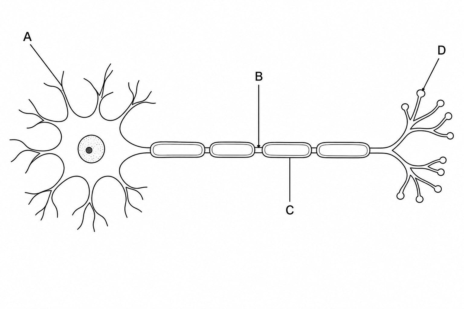 Diagram of a myelinated motor neurone with labels A, B, C, and D.
