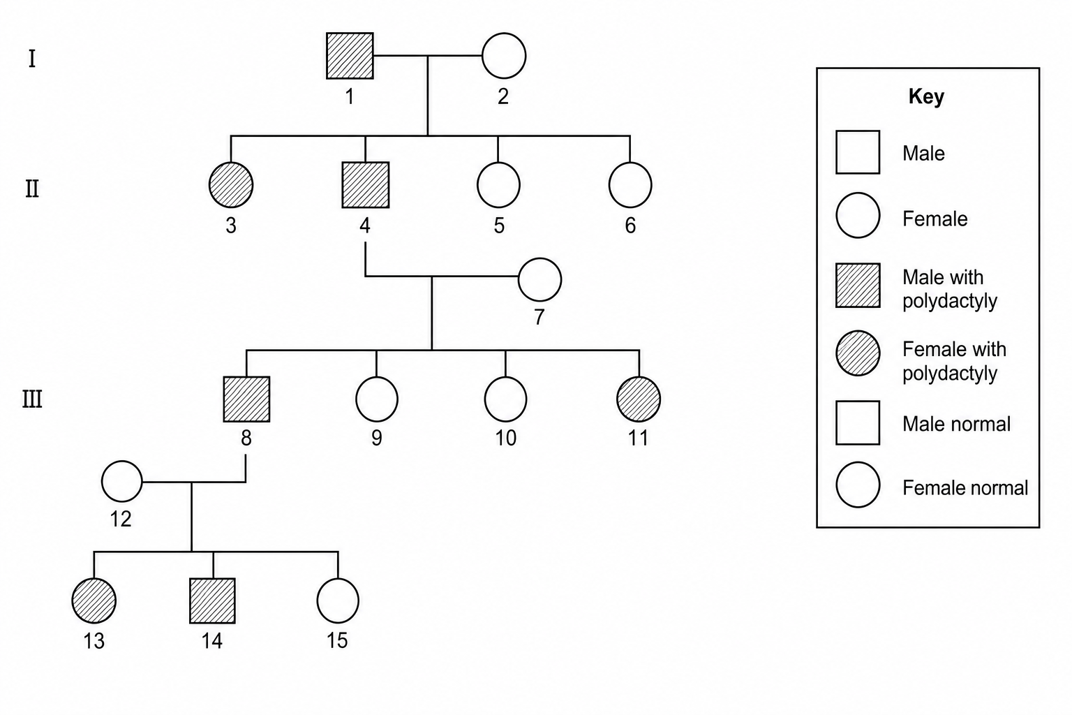 Pedigree chart showing 3 generations of a family labeled with numbers 1 to 15. A key indicates squares represent males and circles represent females. Shaded shapes show individuals with polydactyly (caused by a dominant allele P), and unshaded shapes show individuals with normal digits (recessive genotype pp). Generation I: Male 1 (shaded) and Female 2 (unshaded) have children: Female 3 (shaded), Male 4 (shaded), Female 5 (unshaded), and Female 6 (unshaded). Generation II: Male 4 (shaded) partners with unaffected Female 7 (unshaded) to have children: Male 8 (shaded), Female 9 (unshaded), Female 10 (unshaded), and Female 11 (shaded). Generation III: Male 8 (shaded) partners with unaffected Female 12 (unshaded) to have children: Female 13 (shaded), Male 14 (shaded), and Female 15 (unshaded).