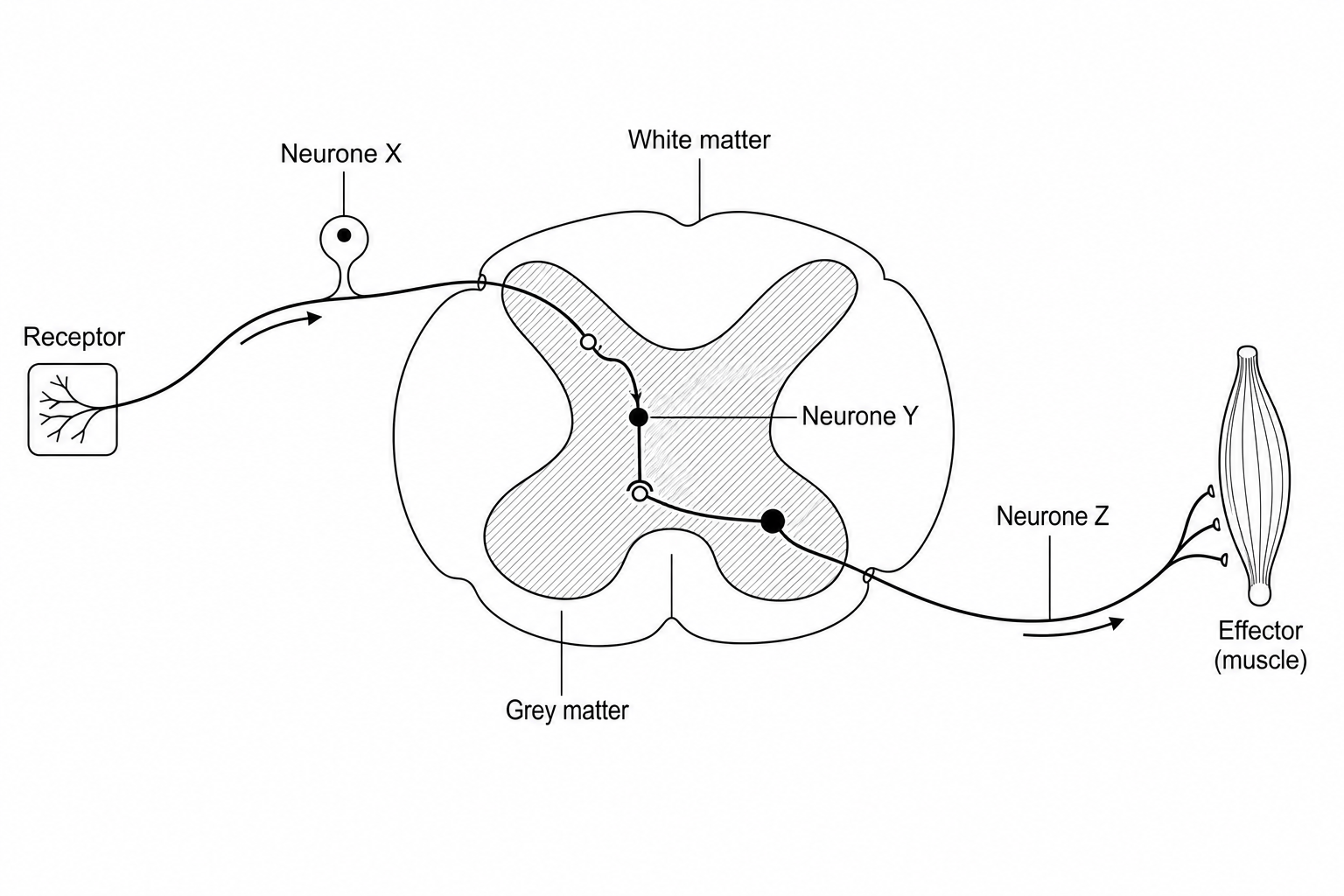 Figure 2: A diagram of a reflex arc showing a cross-section of the spinal cord. Neurone X (the sensory neurone) travels from a receptor to the spinal cord. Inside the grey matter of the spinal cord, Neurone X connects via a synapse to Neurone Y (the relay neurone). Neurone Y connects via a synapse to Neurone Z (the motor neurone), which travels out of the spinal cord to connect to an effector (muscle).