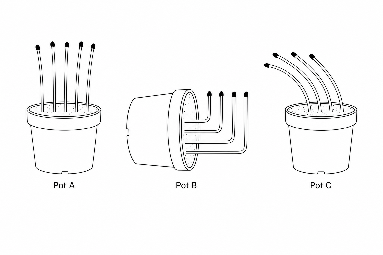 Three pots of seedlings under different conditions