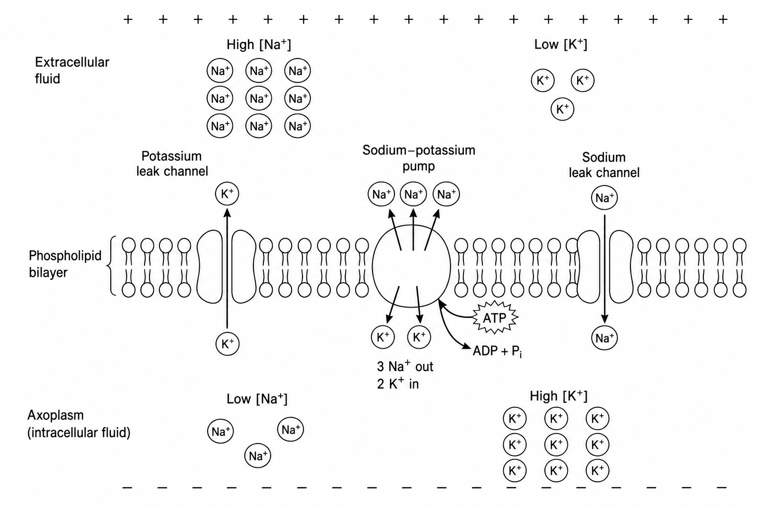 Neuronal membrane at rest