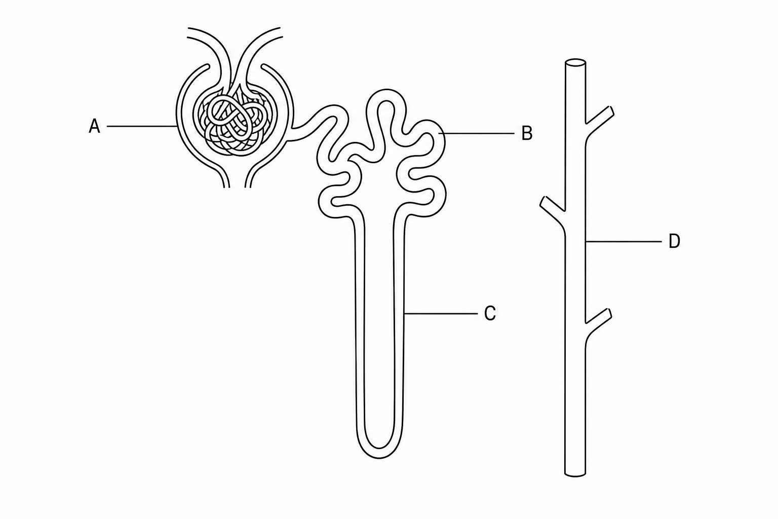 A diagram of a kidney nephron.