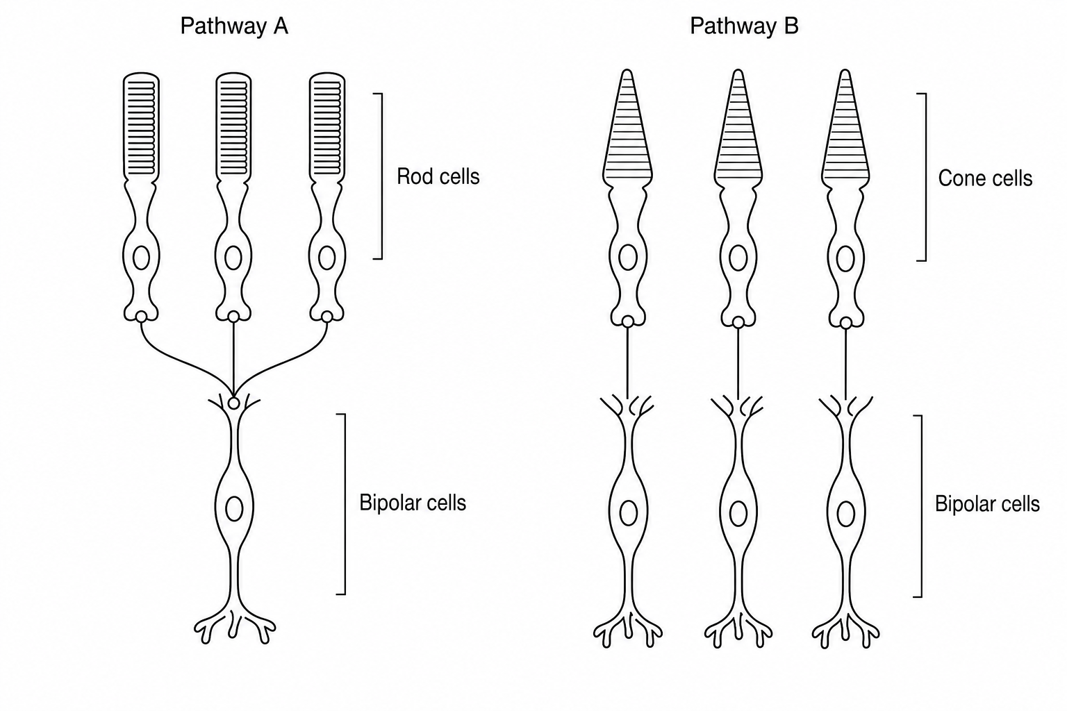 Diagram showing retinal neural pathways. Pathway A shows three rod cells synapsing onto a single bipolar cell (retinal convergence). Pathway B shows three cone cells, each synapsing with its own separate bipolar cell.