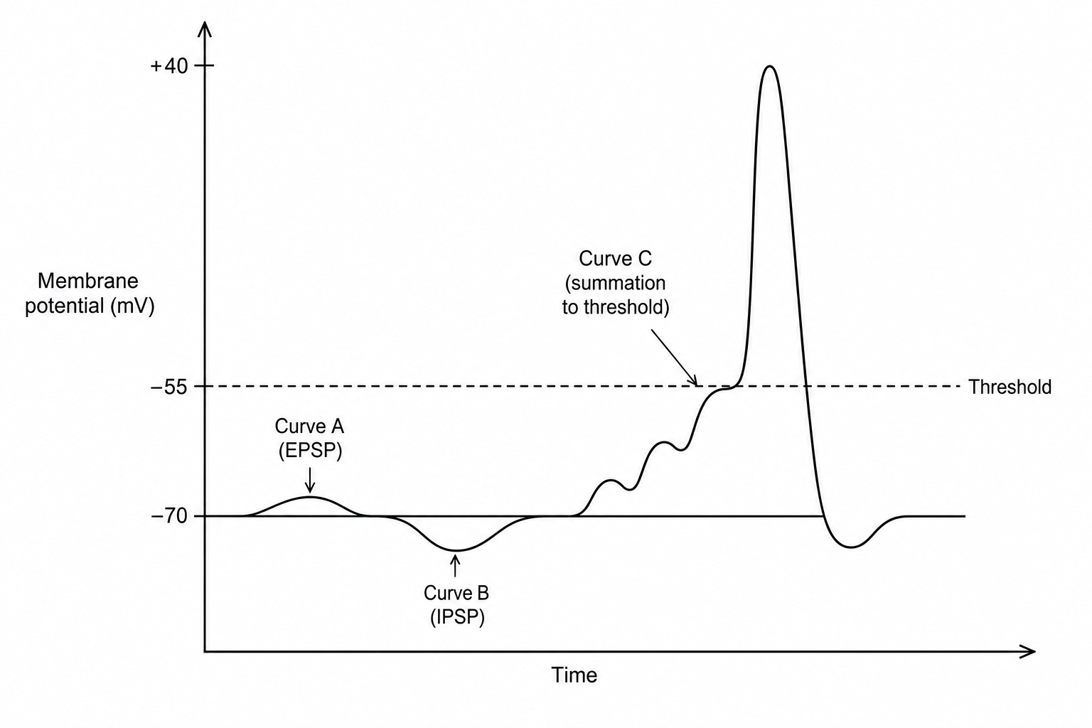 Synaptic potentials and summation