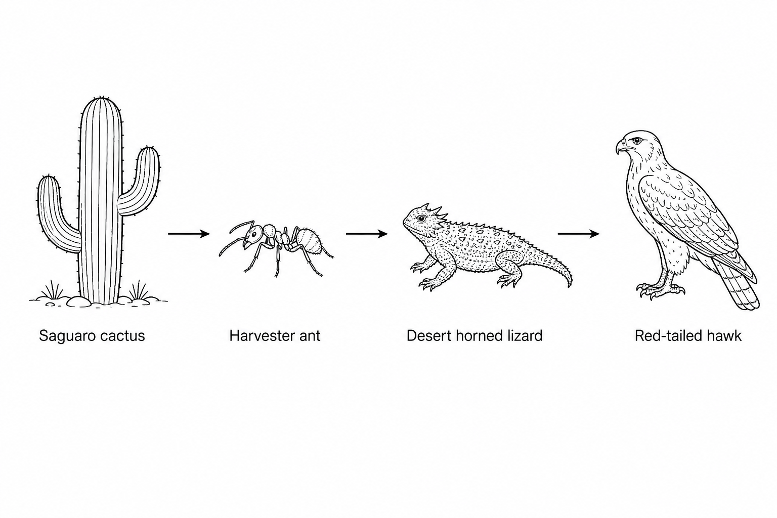 A desert food chain diagram showing four trophic levels: Saguaro cactus, harvester ant, desert horned lizard, and red-tailed hawk.