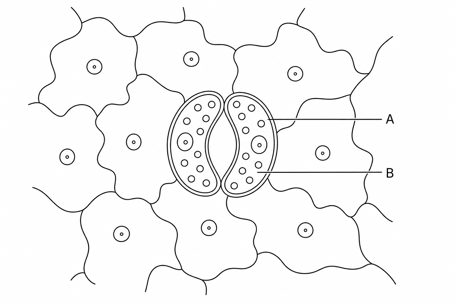 Diagram of a leaf epidermal peel under a microscope showing epidermal cells and a pair of guard cells enclosing a stomatal pore.