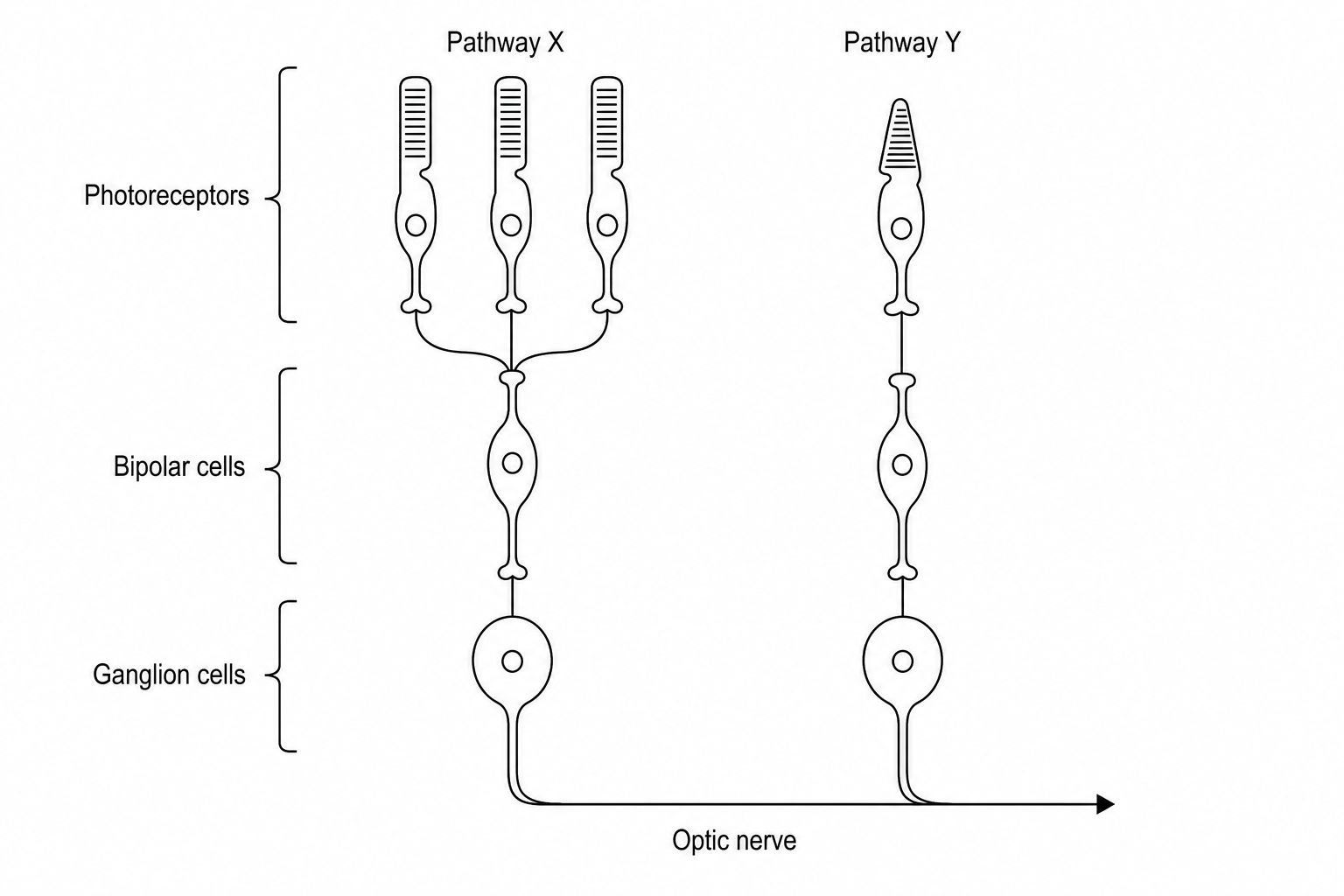 Retinal Neural Pathways