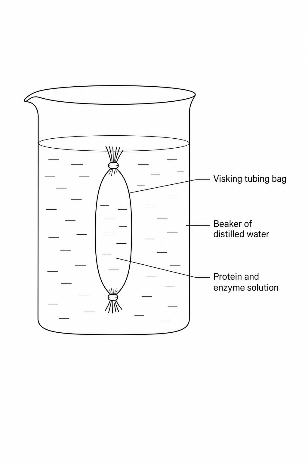 Experimental setup showing Visking tubing bag suspended in a beaker of water