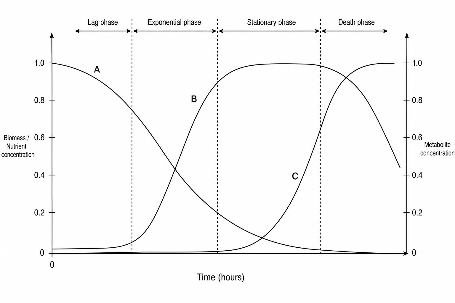 Batch fermentation graph