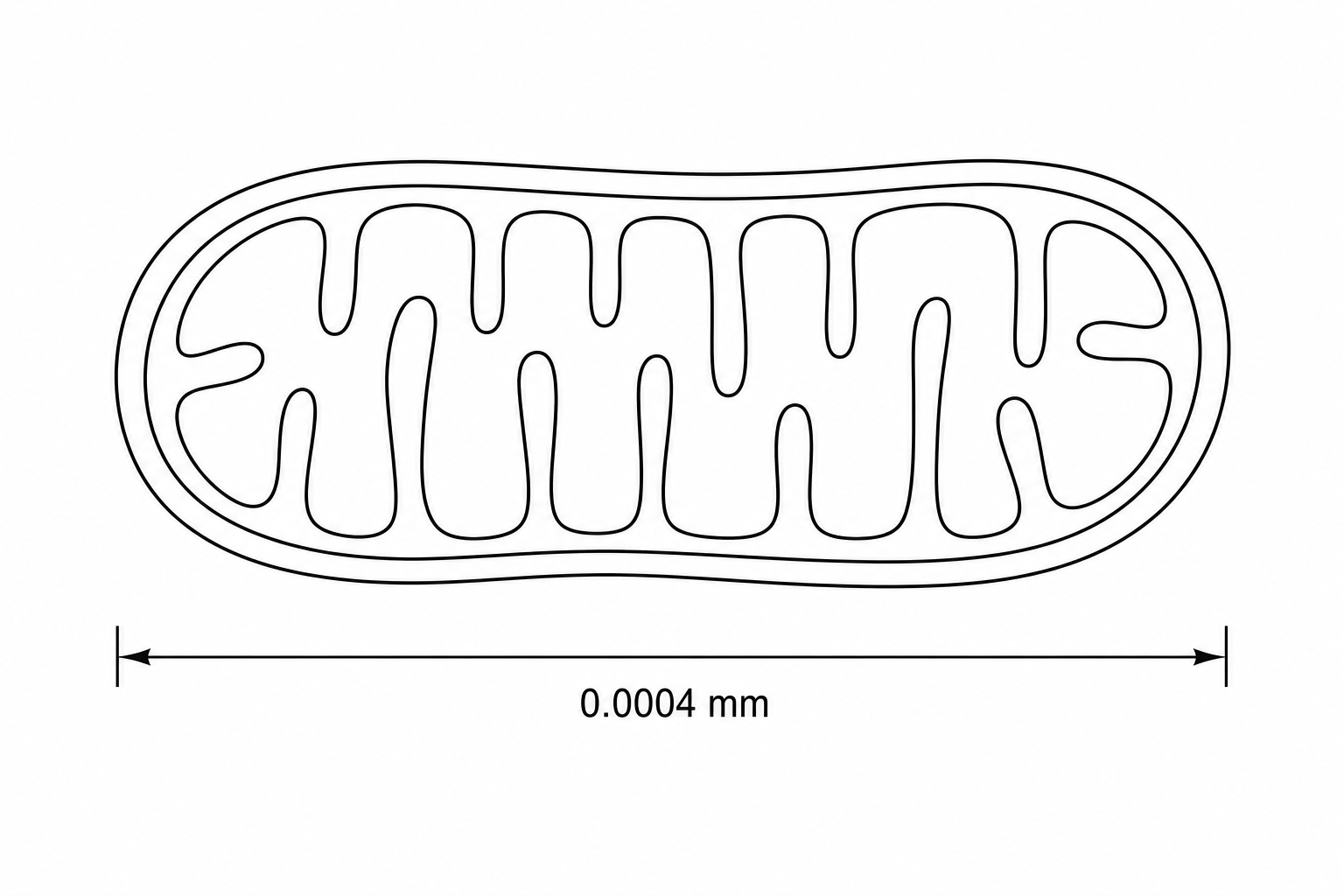 A diagram showing a mitochondrion labeled with a length of 0.0004 mm.