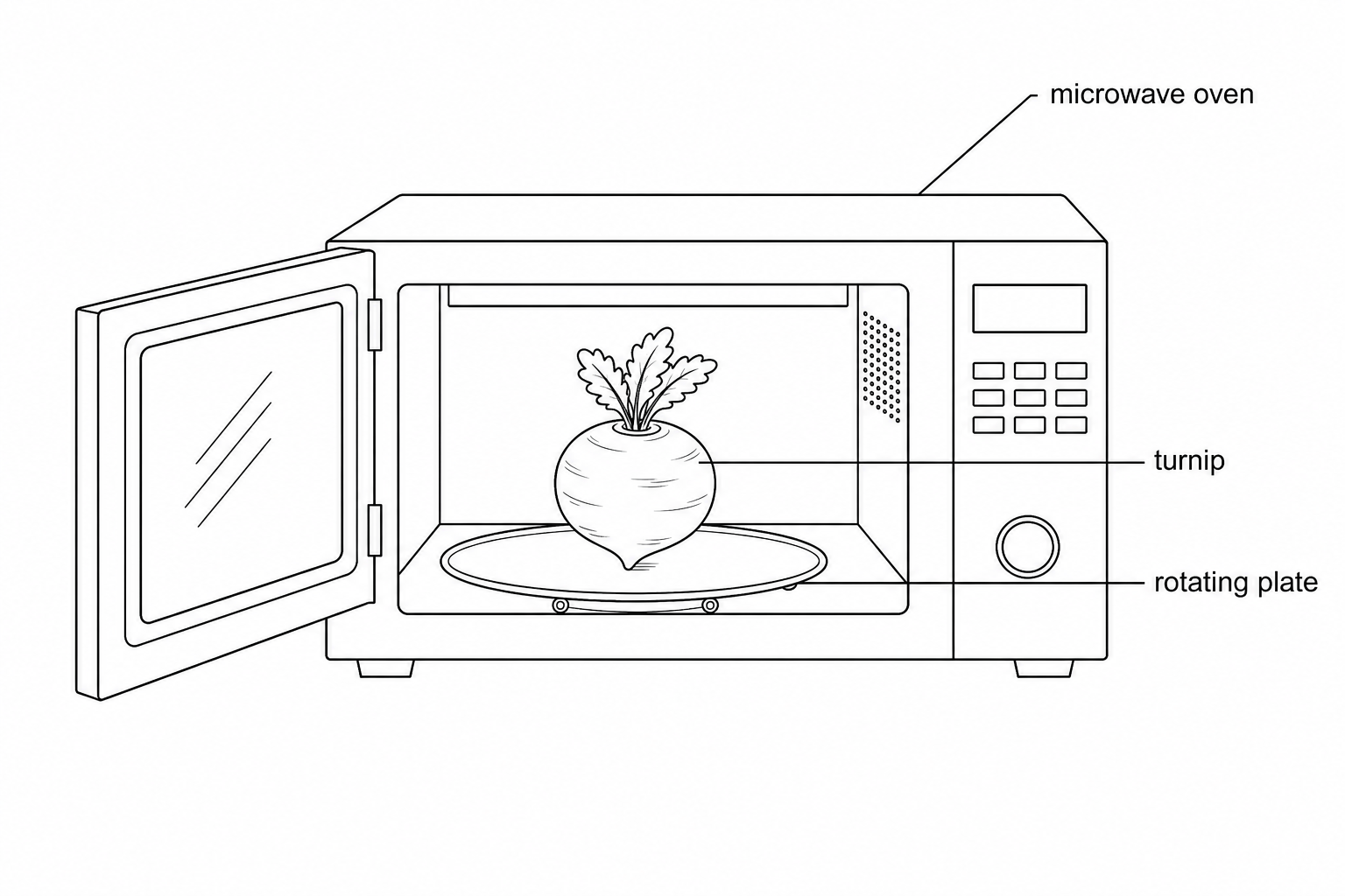 An illustration of a microwave oven. Inside the microwave, a turnip sits on the glass rotating plate.