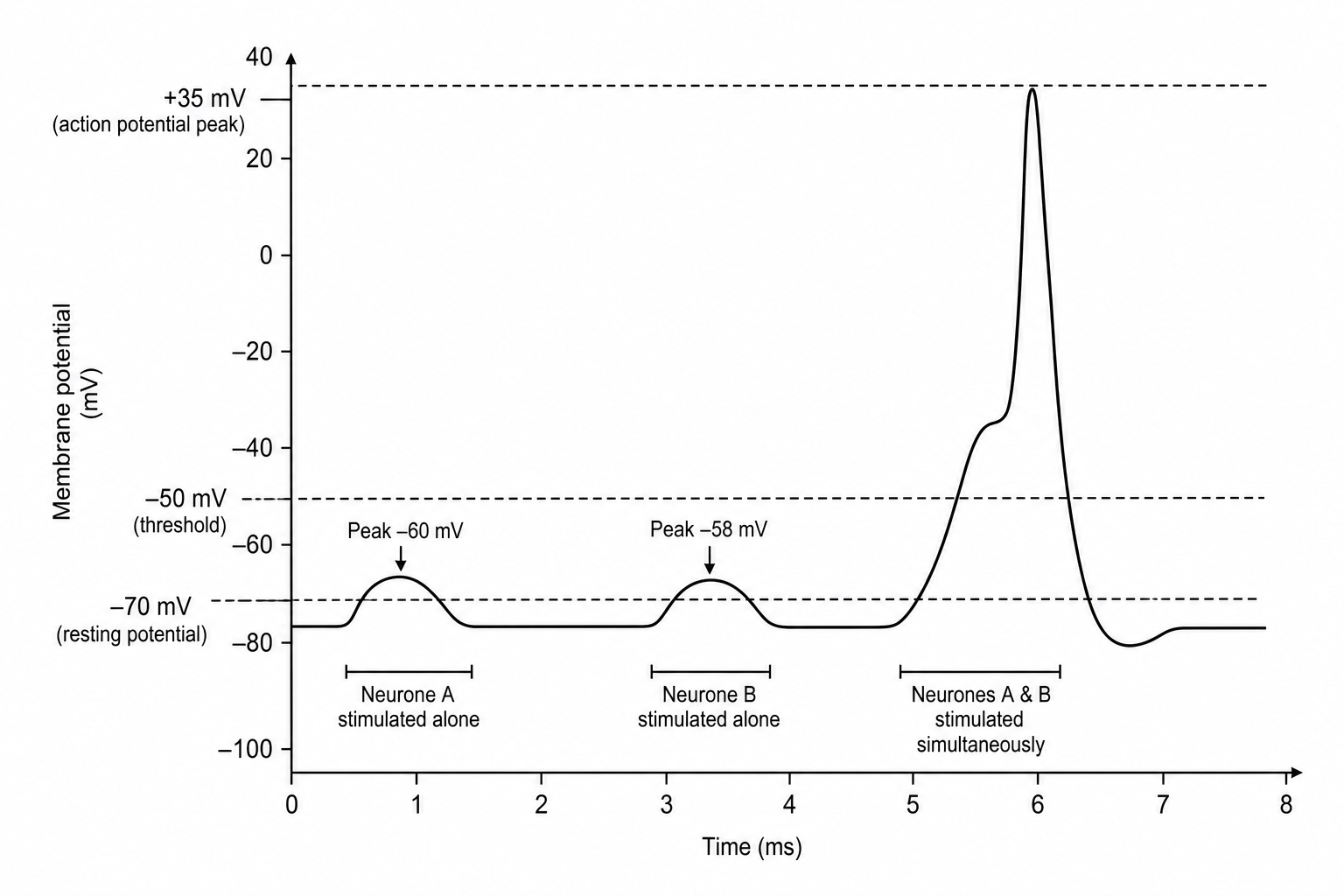 A line graph showing membrane potential in mV against time. The y-axis ranges from -100 mV to +75 mV, with key values marked at -70 mV (resting potential), -50 mV (threshold), and +35 mV. The first region represents stimulation of presynaptic neurone A alone, showing a small depolarisation peak reaching -60 mV before returning to resting potential. The second region represents stimulation of presynaptic neurone B alone, showing a small depolarisation peak reaching -58 mV before returning to resting potential. The third region represents simultaneous stimulation of both A and B, showing two depolarisations that summate to reach the -50 mV threshold, triggering a full action potential spike that peaks at +35 mV before repolarising back to -70 mV. Time moves from left to right on the x-axis with an arrow.