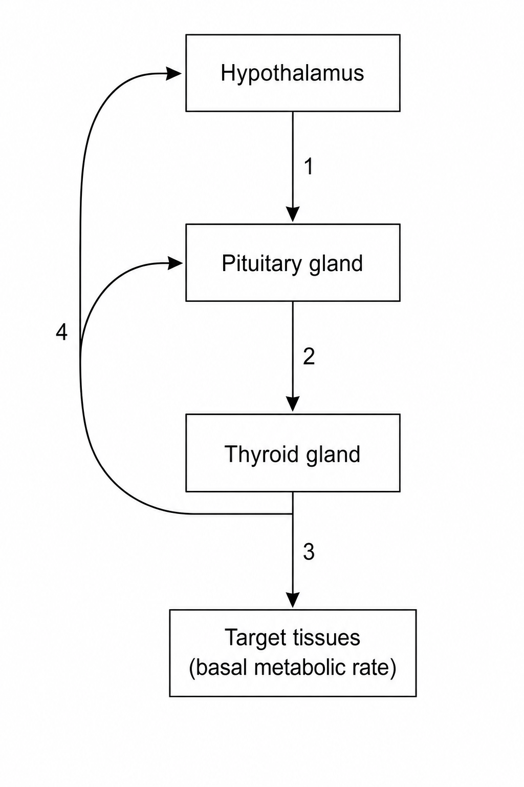 HPT Axis Feedback Loop