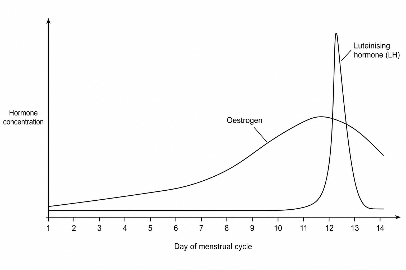 Line graph showing blood concentrations of oestrogen and LH from day 1 to day 14 of the menstrual cycle. Oestrogen levels start low, rise steadily to a high peak around day 12, and then begin to fall. LH levels remain low and flat until day 12, where they rapidly surge to a very high peak on day 13, then drop sharply immediately before ovulation on day 14.