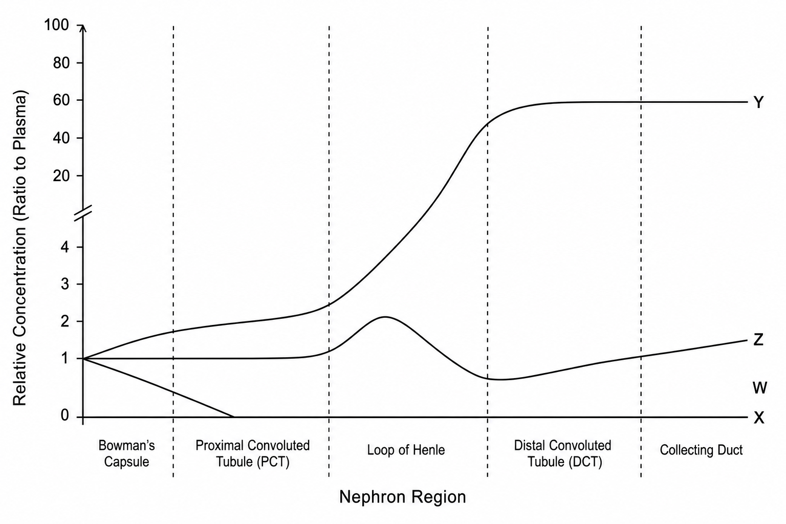 Nephron Solute Concentrations