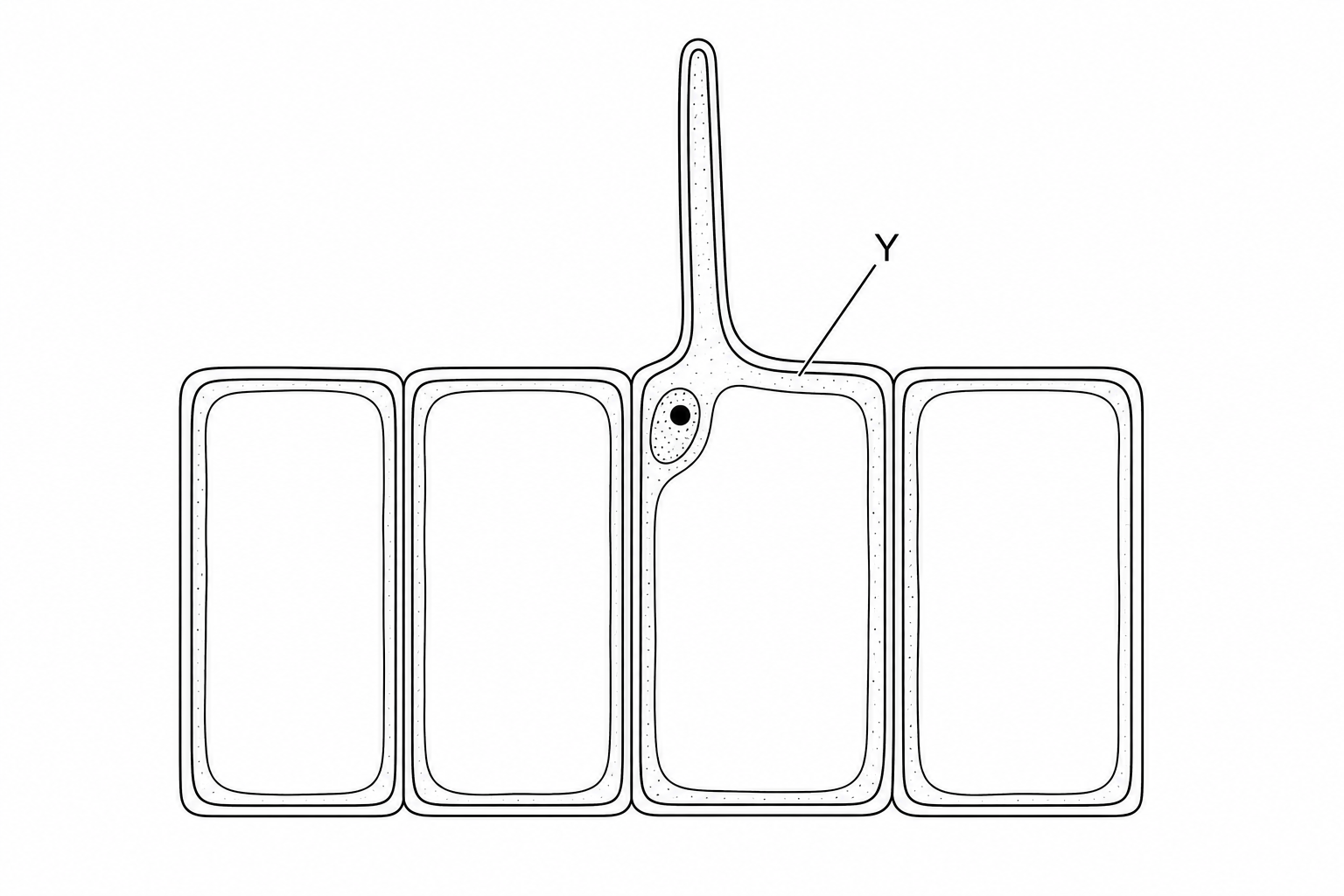A line drawing showing a cross-section of a plant root tissue as seen under a microscope. The outer epidermal layer is visible, with several rectangular cells. One epidermal cell, labelled 'cell Y', has a distinctive long, narrow protrusion extending outwards. Inside the cell, a cell wall, cell membrane, cytoplasm, nucleus, and a large central vacuole are shown, but there are no chloroplasts.