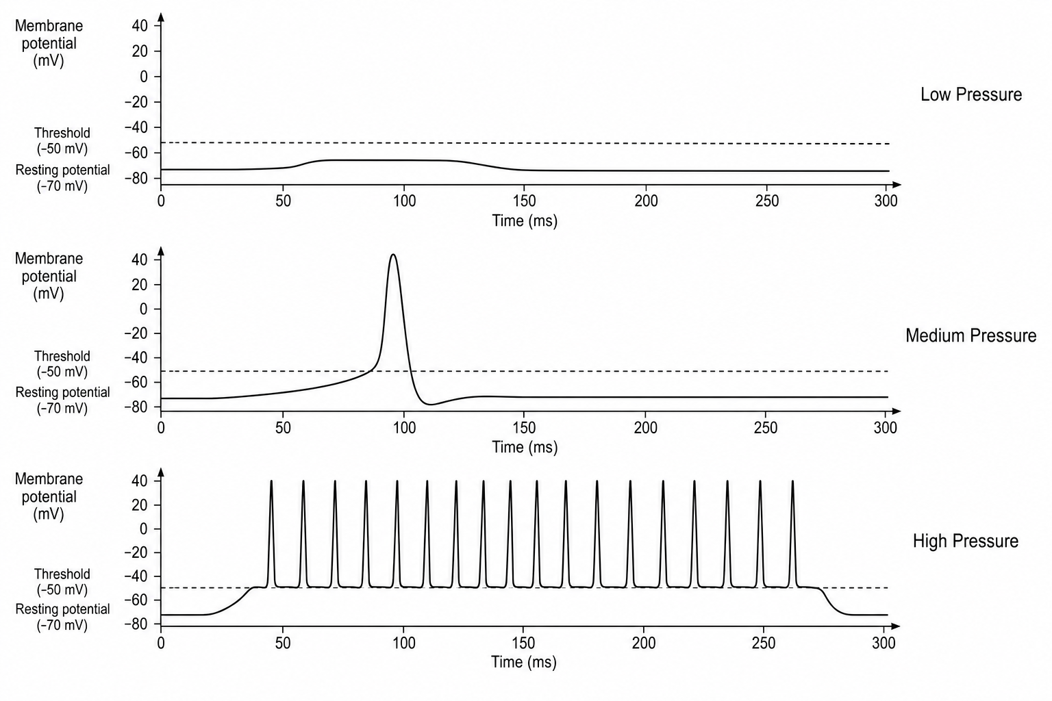 Pacinian Corpuscle Membrane Potentials