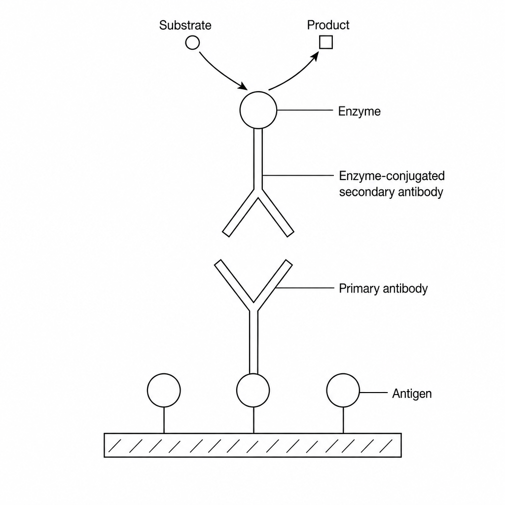 Indirect ELISA Schematic