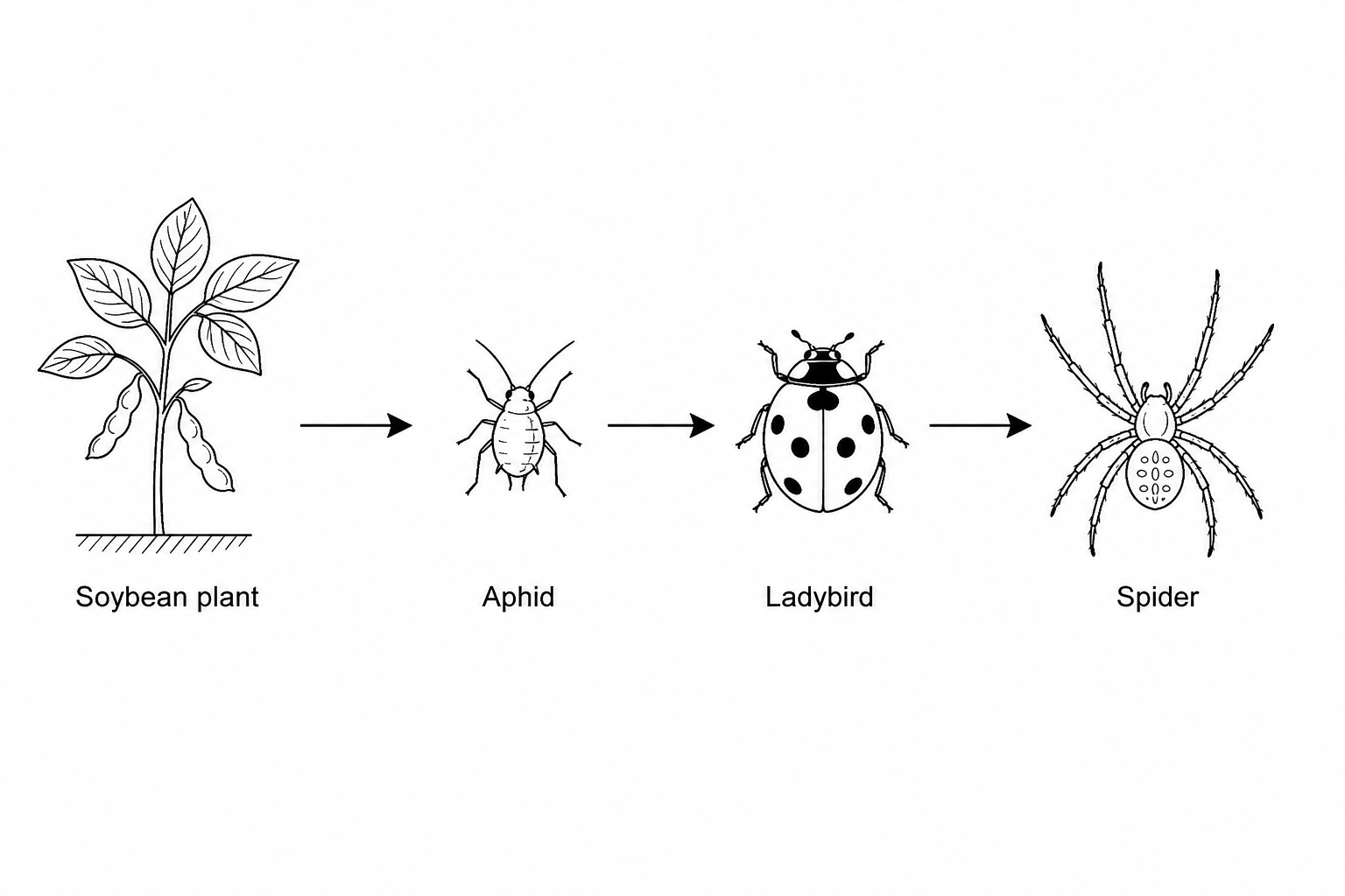 A food chain diagram showing a soybean plant, aphid, ladybird, and spider from left to right.
