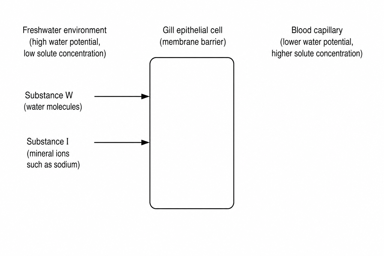 Gill Epithelial Cell Exchange