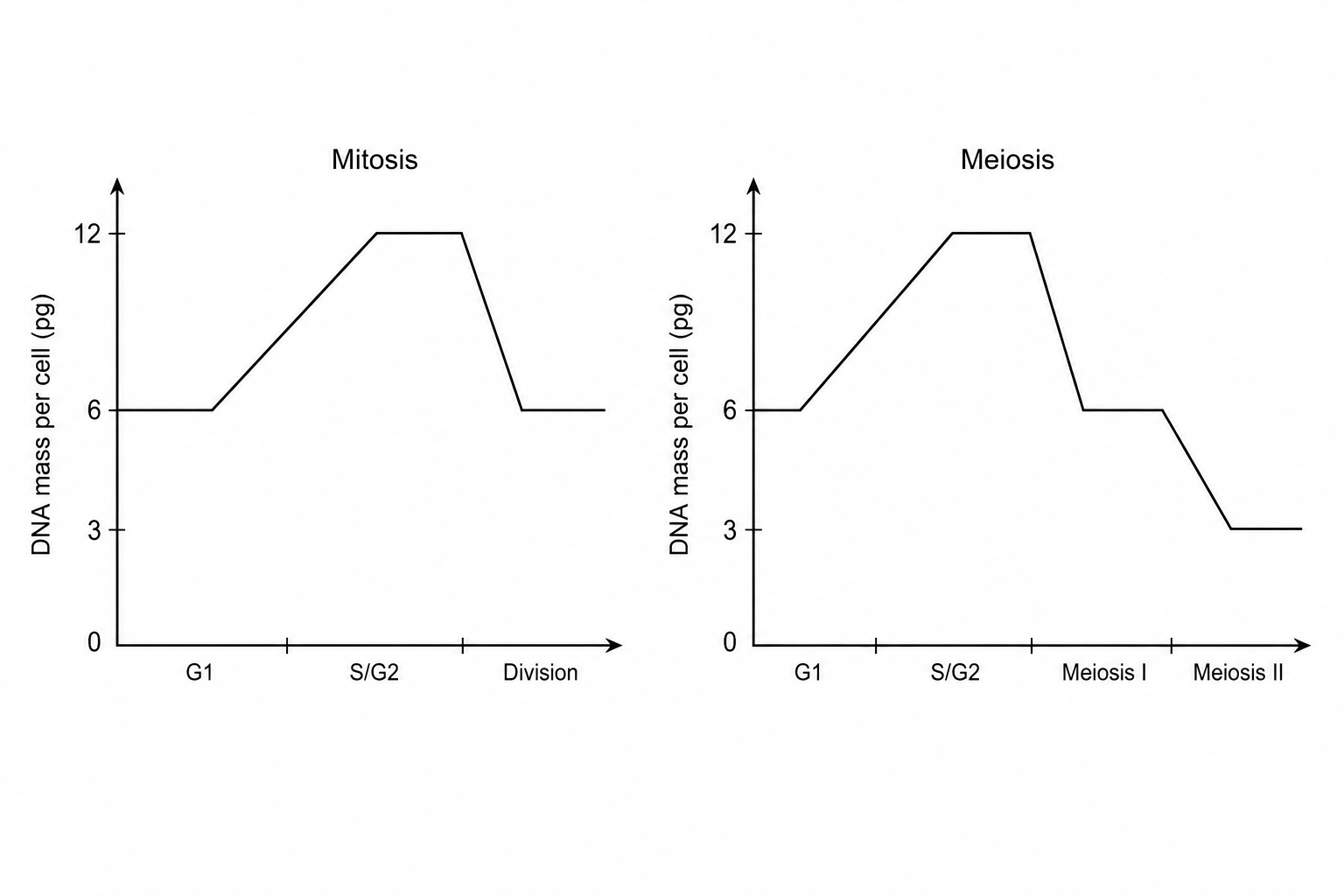 DNA mass changes during cell division