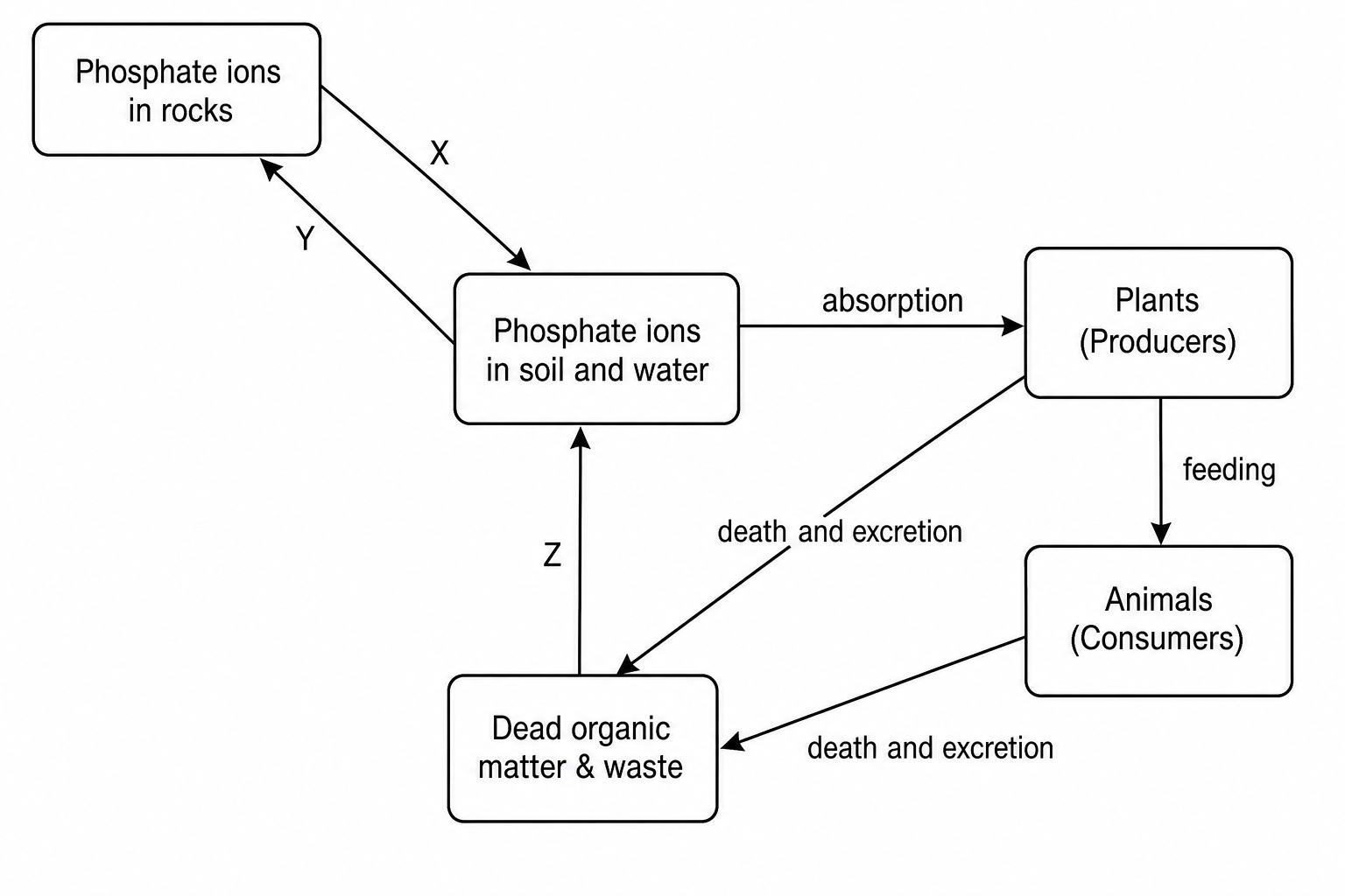 A flow diagram representing the phosphorus cycle with five boxes.