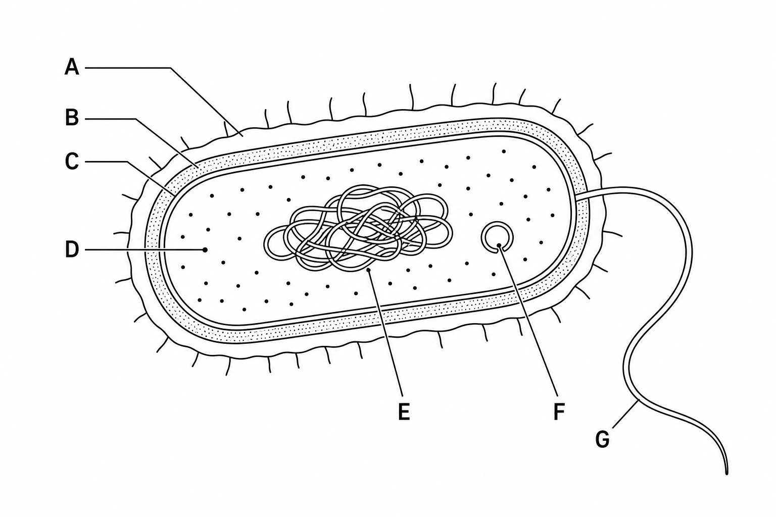 A detailed diagram of a bacterial cell with parts labelled A to G.