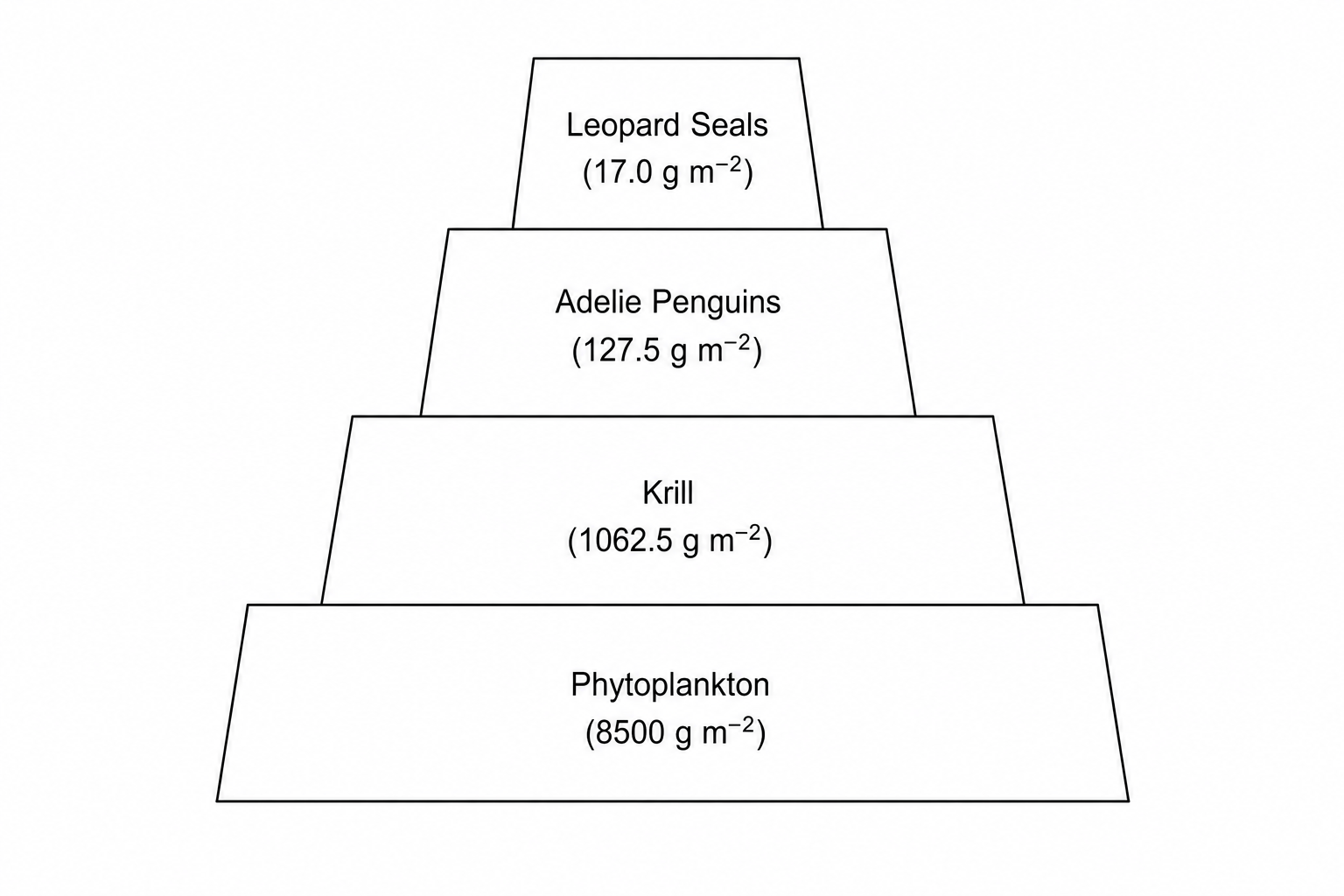 Antarctic marine food chain pyramid of biomass