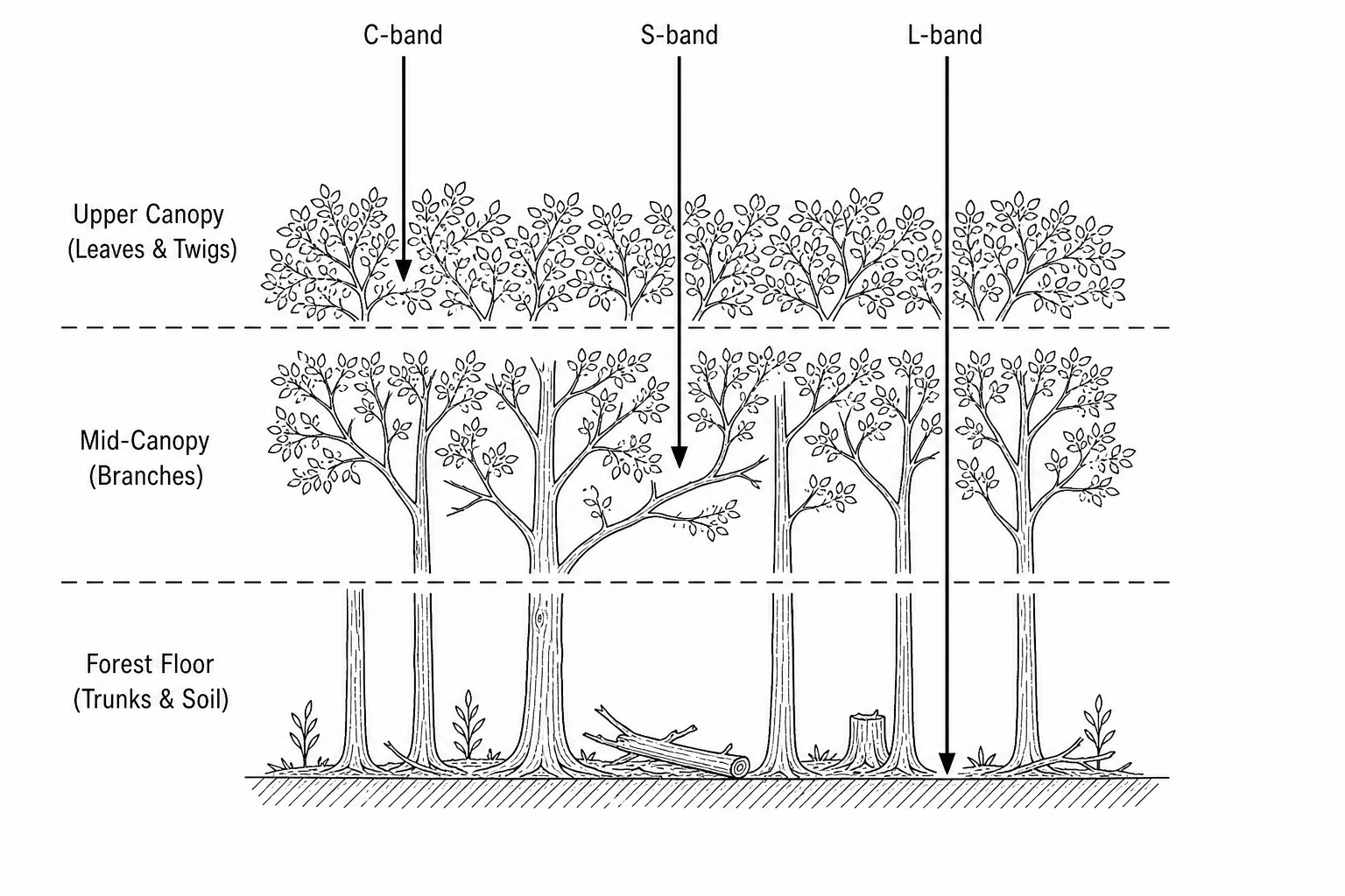 Forest Canopy Penetration