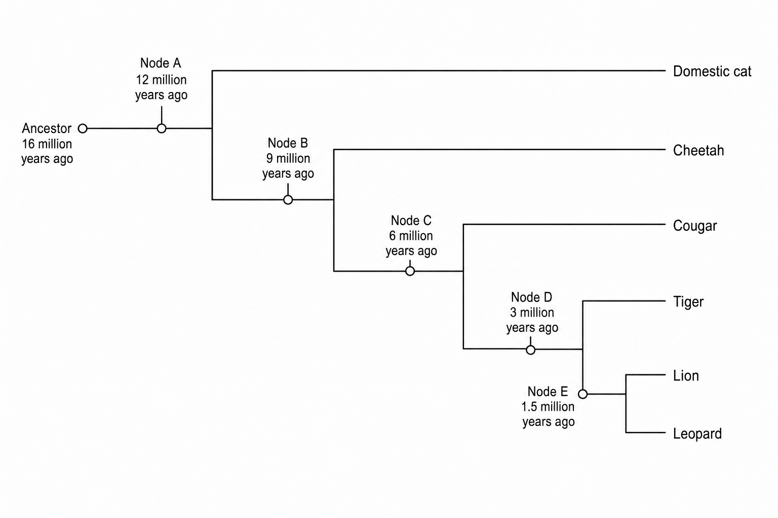 Phylogenetic tree of feline species