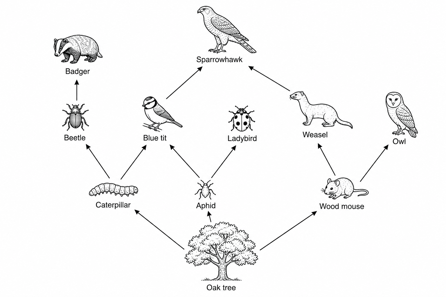 An oak woodland food web