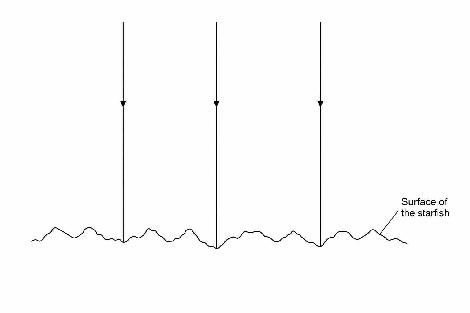 Fig. 22.2: A magnified, bumpy, irregular horizontal line labeled 'Surface of the starfish'. Three parallel straight arrows indicating incident light rays point downwards and end at different points on the bumpy surface.