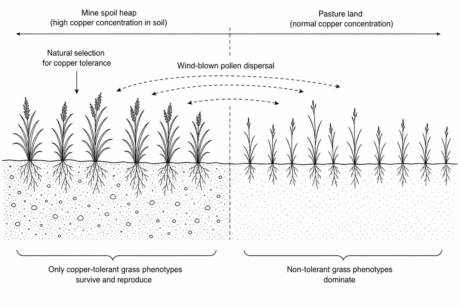 Agrostis capillaris populations